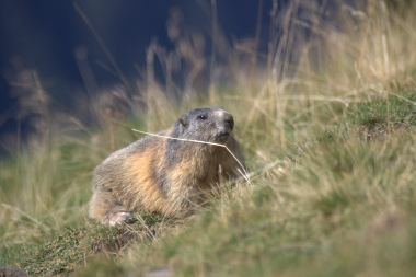 Marmotta