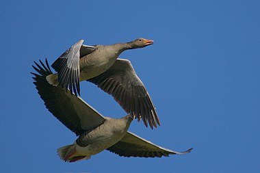 2 oche selvatiche in volo