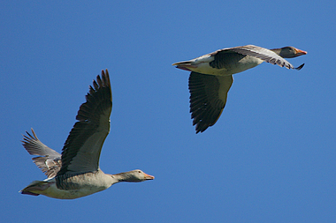 2 oche selvatiche in volo