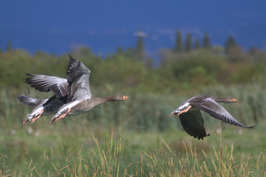 3 oche selvatiche in volo