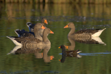 Oche selvatiche in acqua e gallinella d'acqua