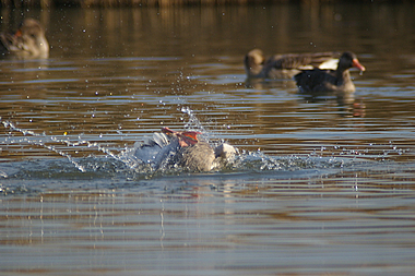 si rotola nell'acqua