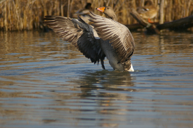 prova di volo