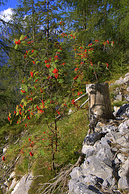 Collina: paesaggio montano