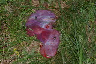 placenta