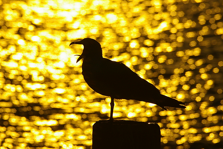 Gabbiano reale controluce