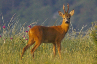 Capriolo maschio