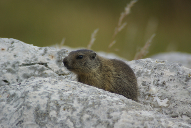 Cucciolo di marmotta su una roccia