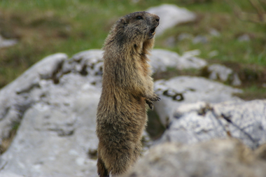 Marmotta che fischia