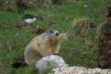 La marmotta con ciuffi d'erba in bocca