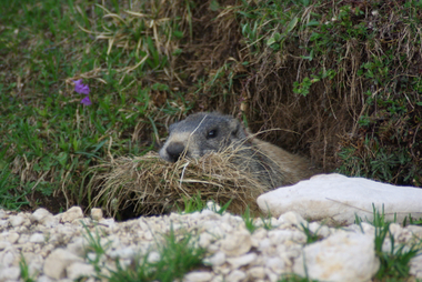 Marmotta con ciuffi d'erba per la tana