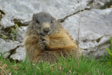 Toilette di marmotta