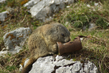 Marmotta con lattina