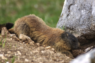 Marmotta che scava