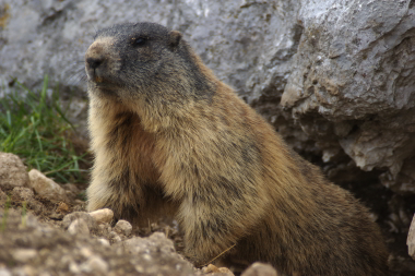 Marmotta all'uscita della tana