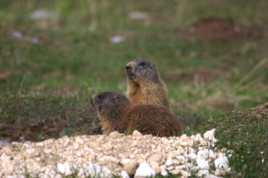 Due marmotte all'ingresso della tana